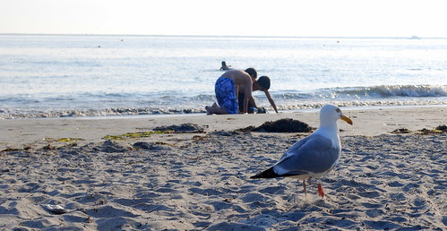 Gull Splash 5