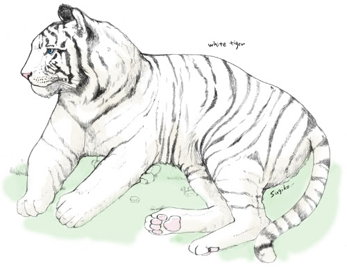 ホワイトタイガー 杉子weblog