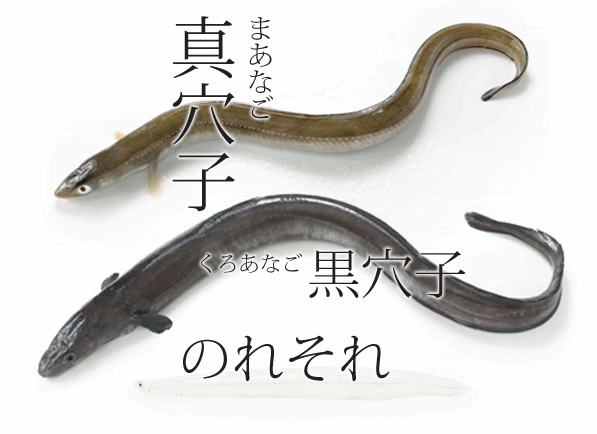 海水魚 マアナゴ クロアナゴ ノレソレ さかなや魚介類図鑑ブログ
