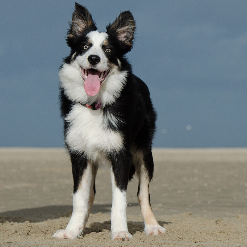 ボーダーコリーの値段はどれくらい ブルーマールは珍しいから高いの