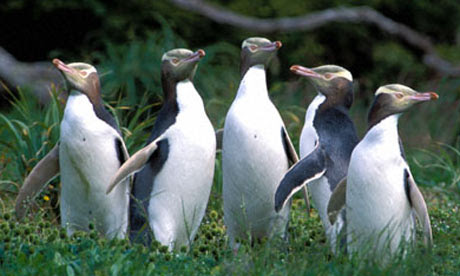 The Penguin New Zealand Travel Guide North Island