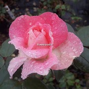 Inspirasi Populer Borneo Roses