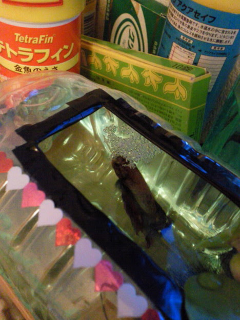 熱帯魚のベタがペットボトル 写真共有サイト フォト蔵