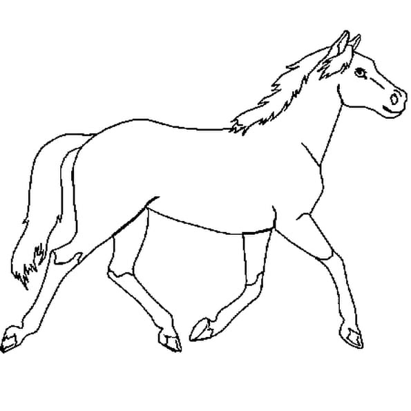 coloriage anniversaire cheval