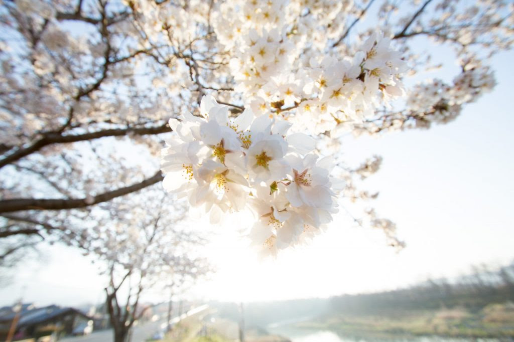 フリー写真素材 朝桜 Fotocook
