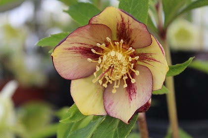 その他植物 花伝 多肉植物 バラ 宿根草 Etc