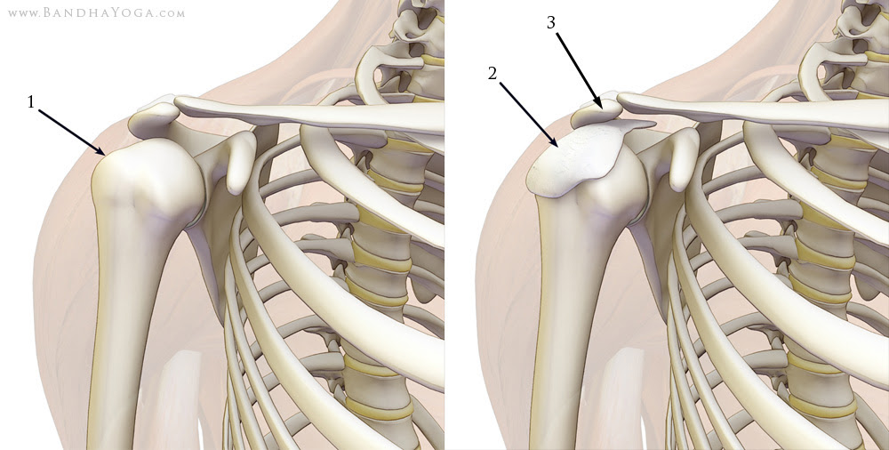 subacromial bursa of the shoulder