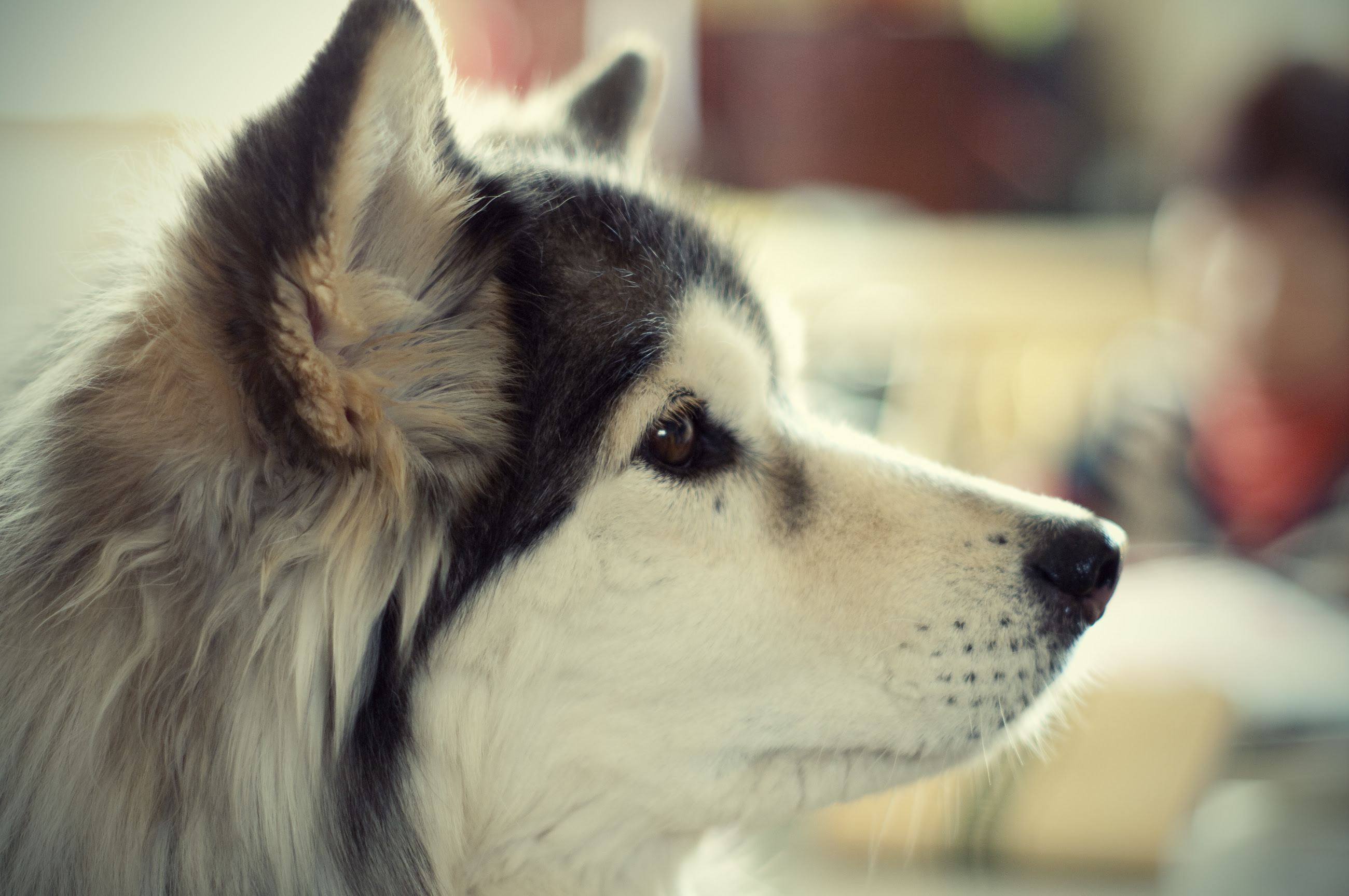 フリー画像 動物写真 哺乳類 イヌ科 犬 イヌ フリー素材 画像素材なら 無料 フリー写真素材のフリーフォト
