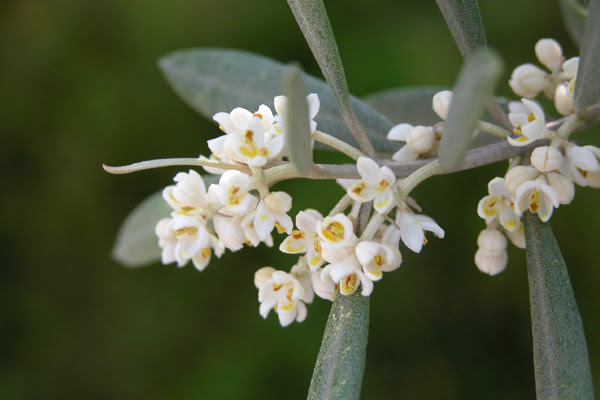 平和の象徴 オリーブの風薫る公園 香川県