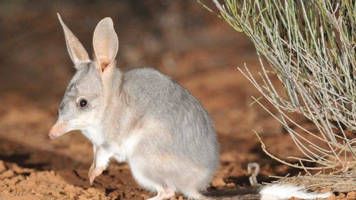 Kanguru pengerat bertahan hidup di lingkungan hujan tropis, saat ini menghadapi ancaman pemanasan global.