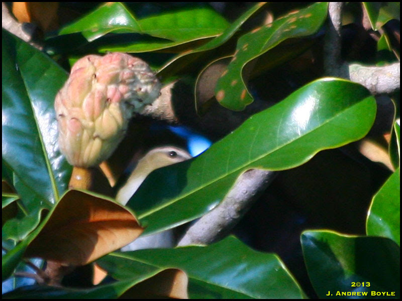 Red-eyed Vireo