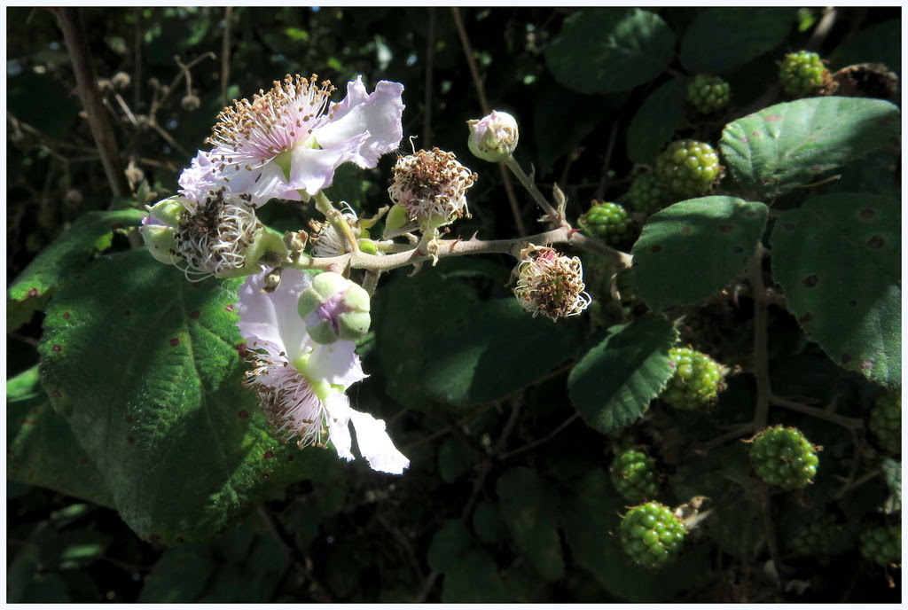 zarzamora en flor