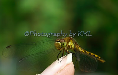 a dragonfly perched on a finger