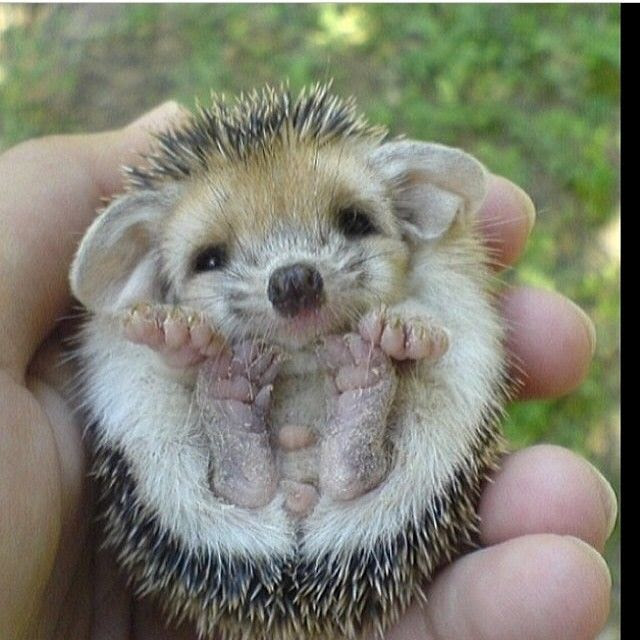 Baby Hedgehog Pictures, Photos, and Images for Facebook 