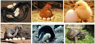 Hewan Amfibi Bertelur