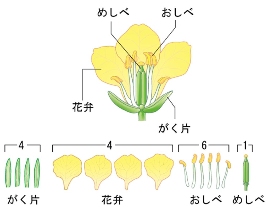 小学生の理科入門 植物 植物の分類と被子植物 裸子植物の花のつくり Cmoからのお知らせ