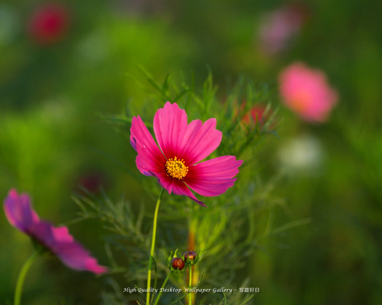 壁紙 コスモス Cosmos 高画質デスクトップ壁紙館 写遊好日 High Quality Desktop Wallpaper Gallery