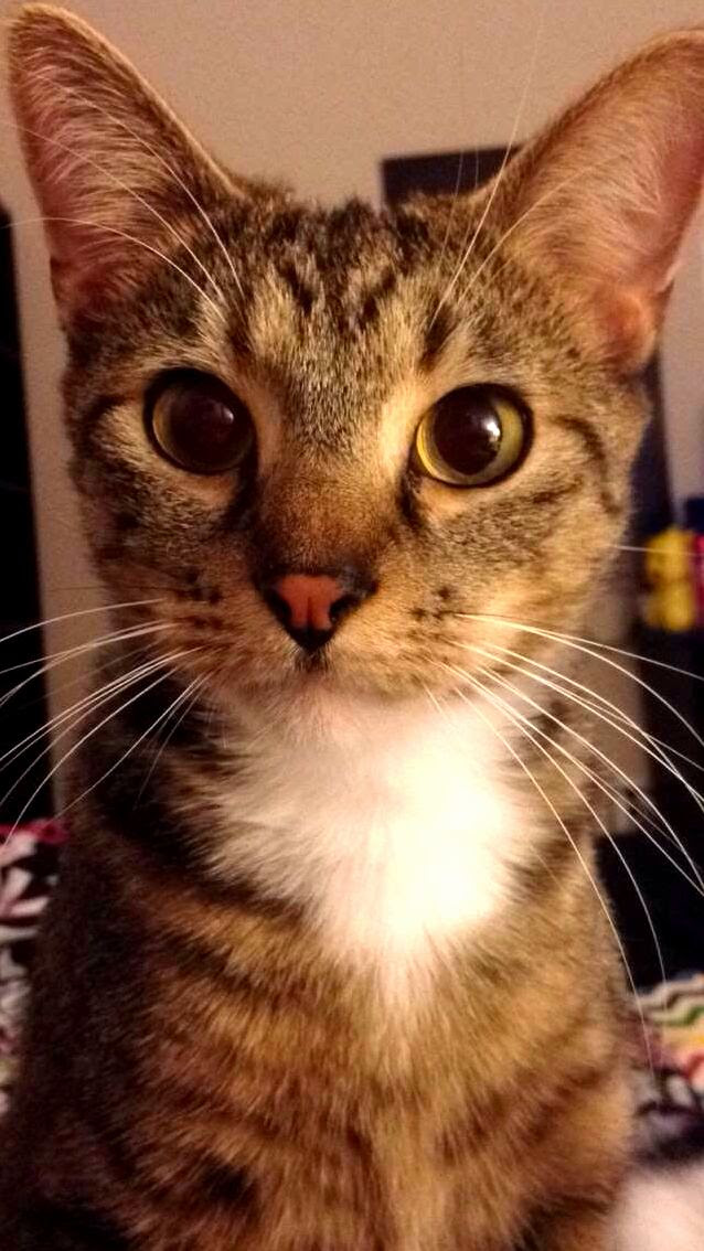 My littlest cat arty