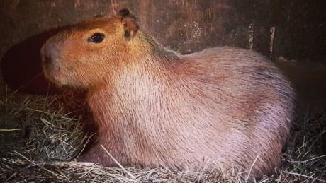 second capybara found case closed