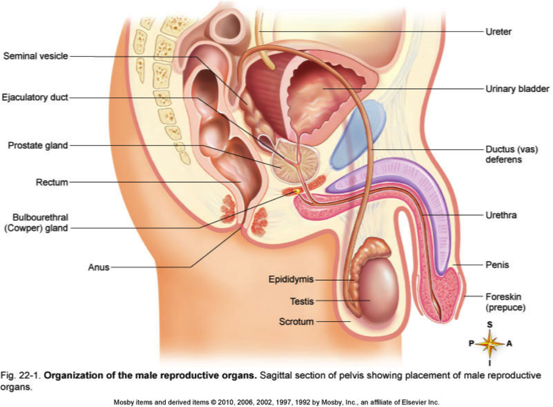 What organs make up our reproductive system? - nErDs