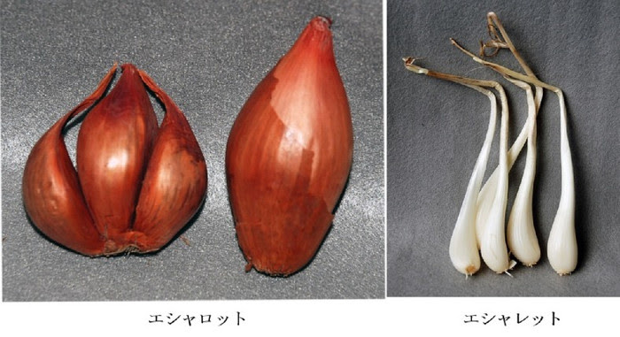 エシャレット エシャロットとベルギー エシャロットの違いが分かりますか プロフ ユキのブログ