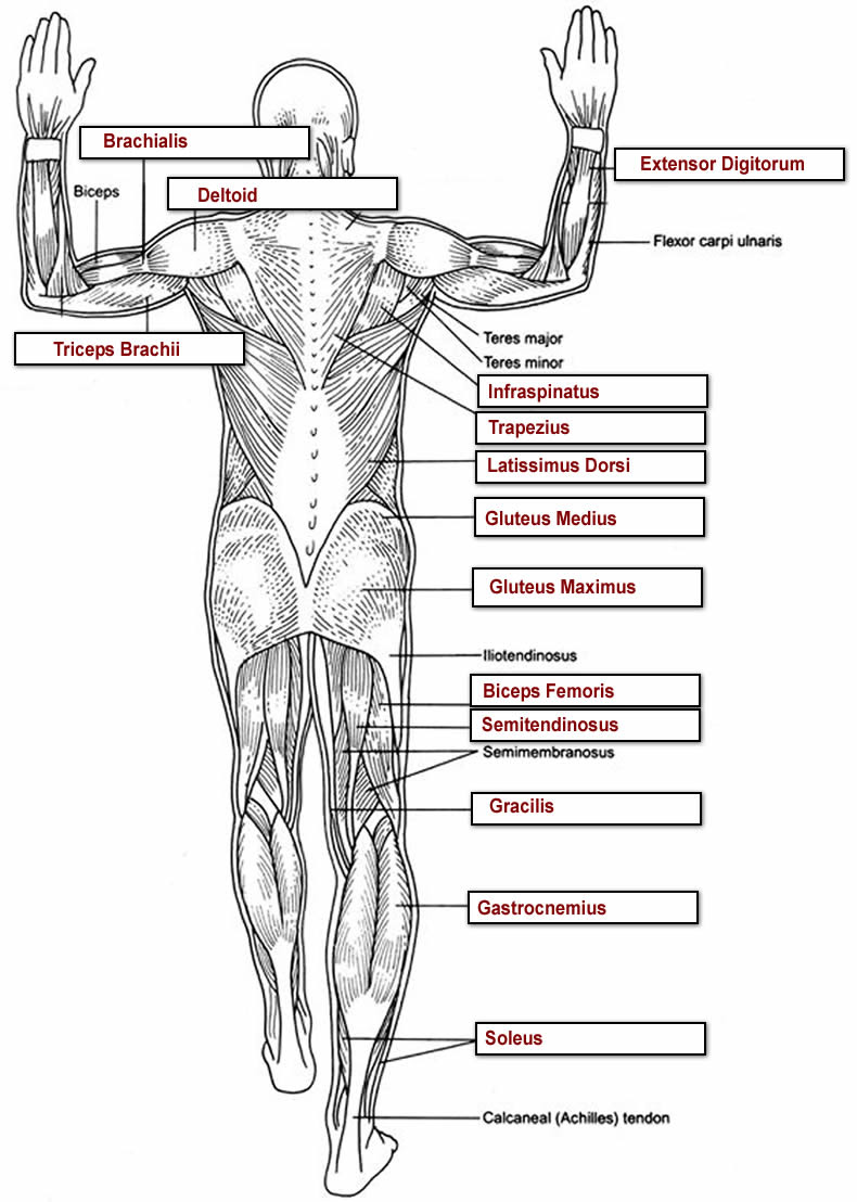 Anterior, Posterior, and Lateral muscle charts labeled ...