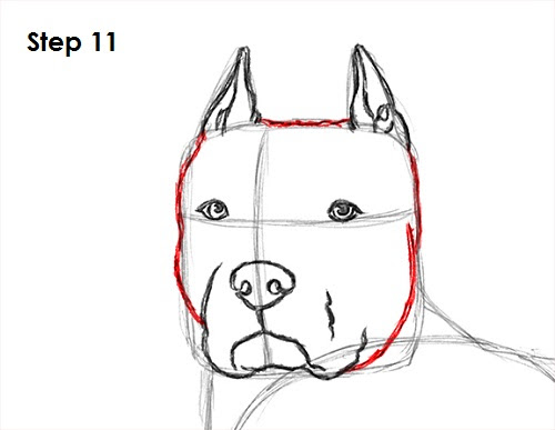How to Draw a Dog (Pit Bull)