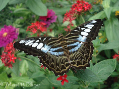 butterfly1