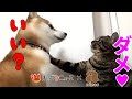 最高のコレクション 動物 ���ス 画像 160654-キス 動物 ��像