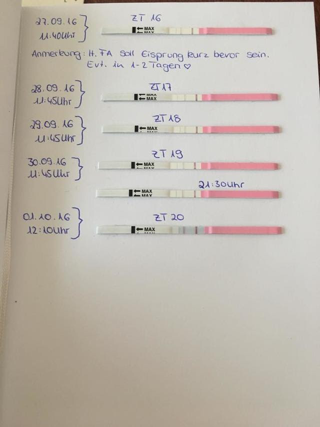 Ovu S Und Das Warten Auf Den Es Mynfp