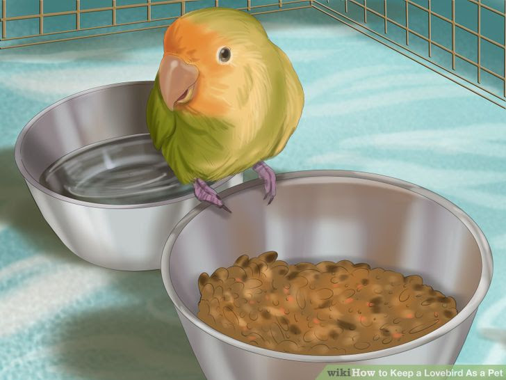 Keep a Lovebird As a Pet Step 13.jpg