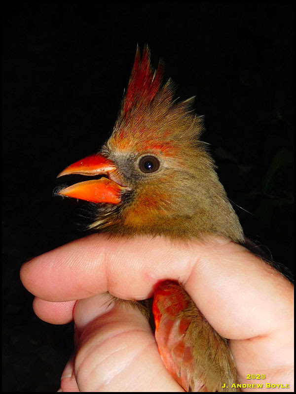 Northern Cardinal Northern Cardinal