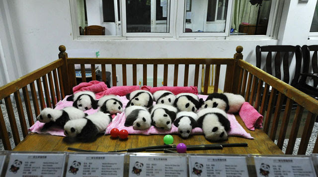 Pandas