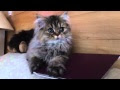 [dernier] photo de chat persan chinchilla 252859-Photo de chat  persan chinchilla