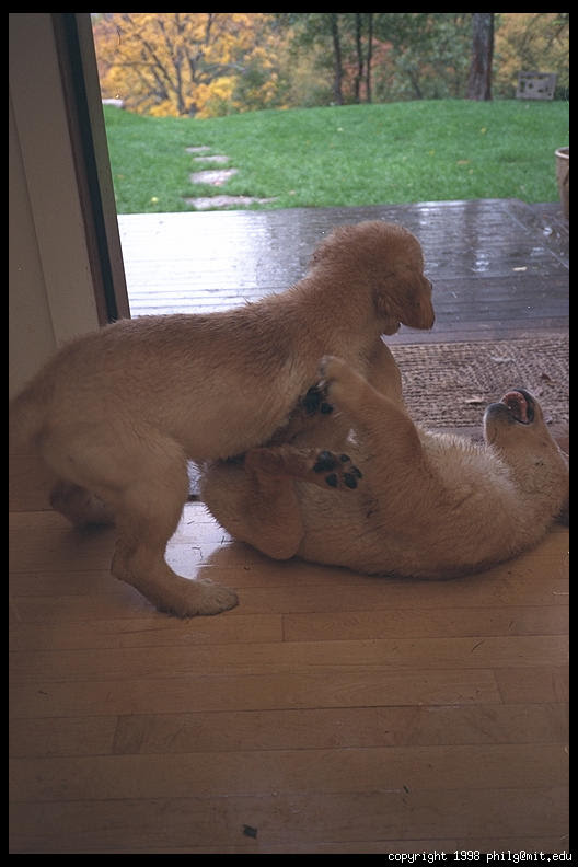 golden retriever puppies wallpaper. 768 golden retriever puppy