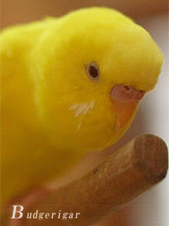 オリジナル壁紙 待受プレゼント セキセイインコの ラブ ルチノー ようこそ とりみカフェ 鳥カフェでの出来事や鳥写真