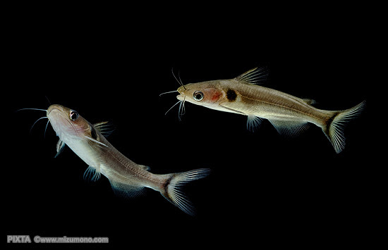 なま ず 赤ちゃん なま ず なま ず 熱帯魚のことなら みずものコム