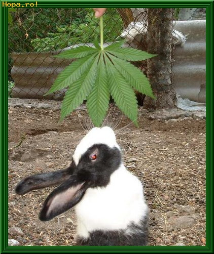 Un Iepuras Amator De Marijuana Poze Haioase Animale Hopa Ro