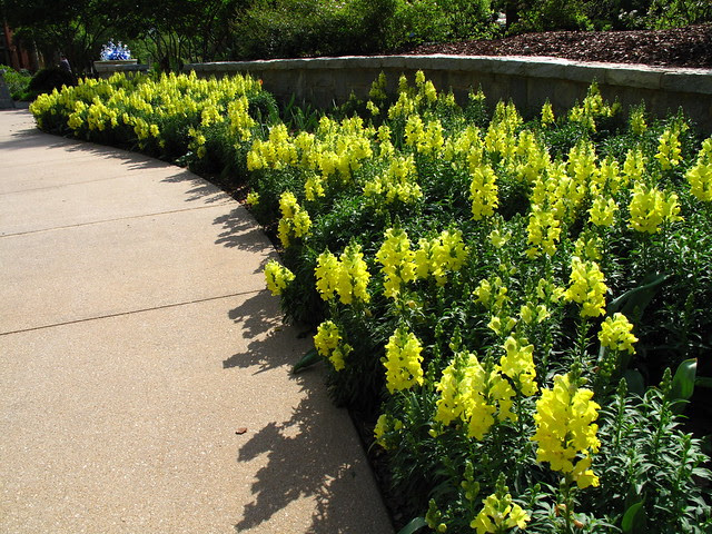 Atlanta Botanical Gardens 0979