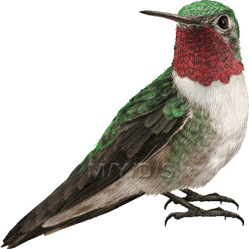 喉赤蜂鳥 ノドアカ ハチドリのイラスト 条件付フリー素材集