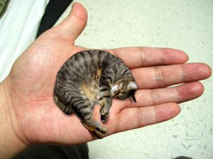 猫の雑学 世界最大の猫と最小の猫 ギネス最小の猫 小さすぎ もふぬこ動画 画像