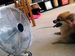 How My Hot Dog Stays Cool