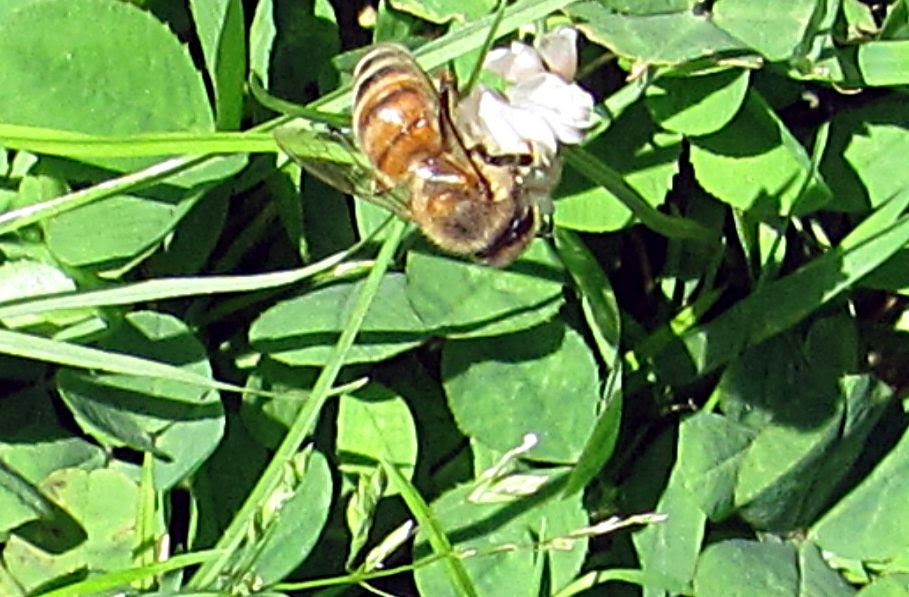 Bee 1 photo IMG_8023a_zps38b1a318.jpg