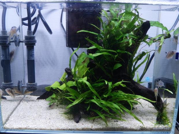 コリドラス水槽に変化を ひたすら水槽を眺めていたい