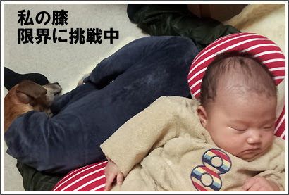 犬と新生児 接触について その1 ウィペット ジョジョ スーとの えぇっ な毎日