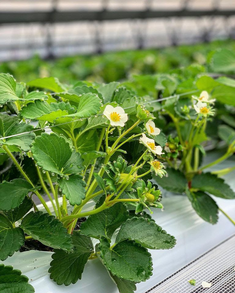 イチゴの花言葉 知ってますか いちご農家西岡産業