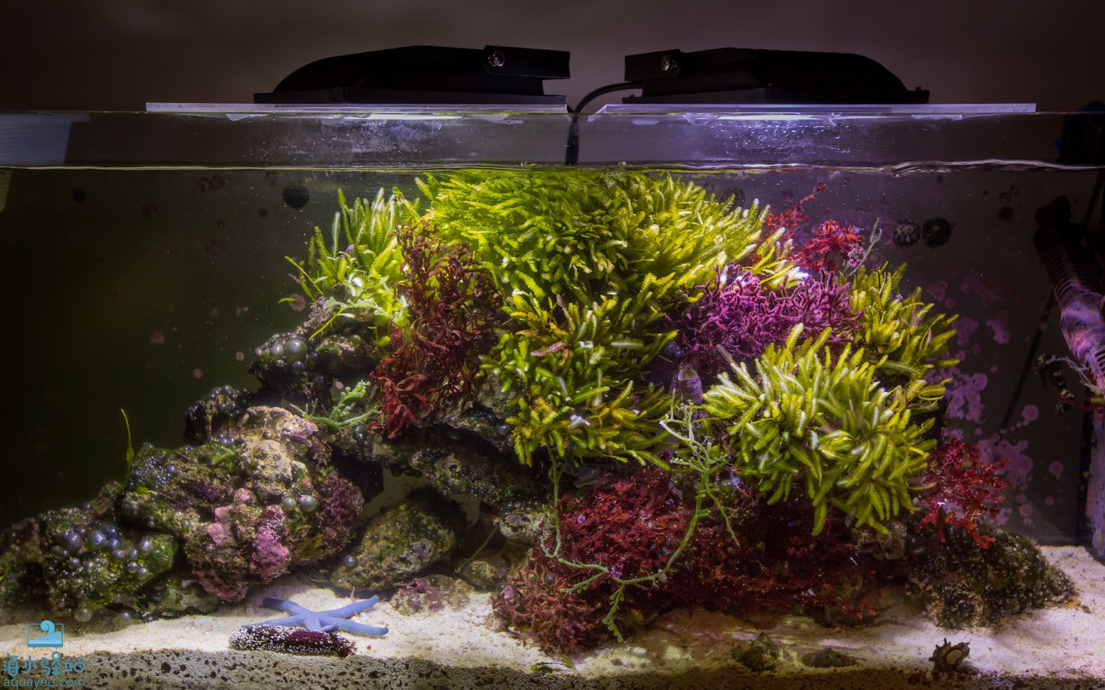 海水界的ada缸 一看就知道玩草缸过来的 养草不养珊瑚 海水驿站