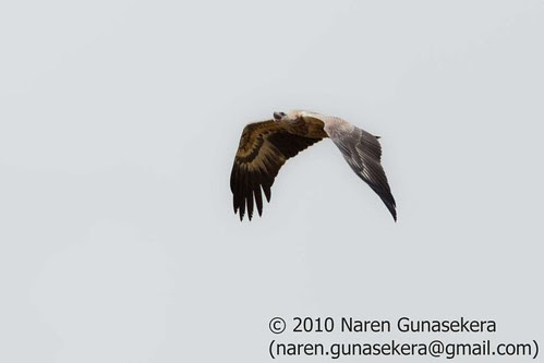 Juvenile white bellied sea eagle