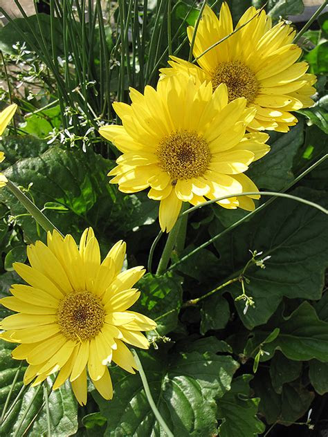 Take a deep breath and check out our picks for best air purifiers. Festival Yellow Gerbera Daisy (Gerbera jamesonii 'Festival