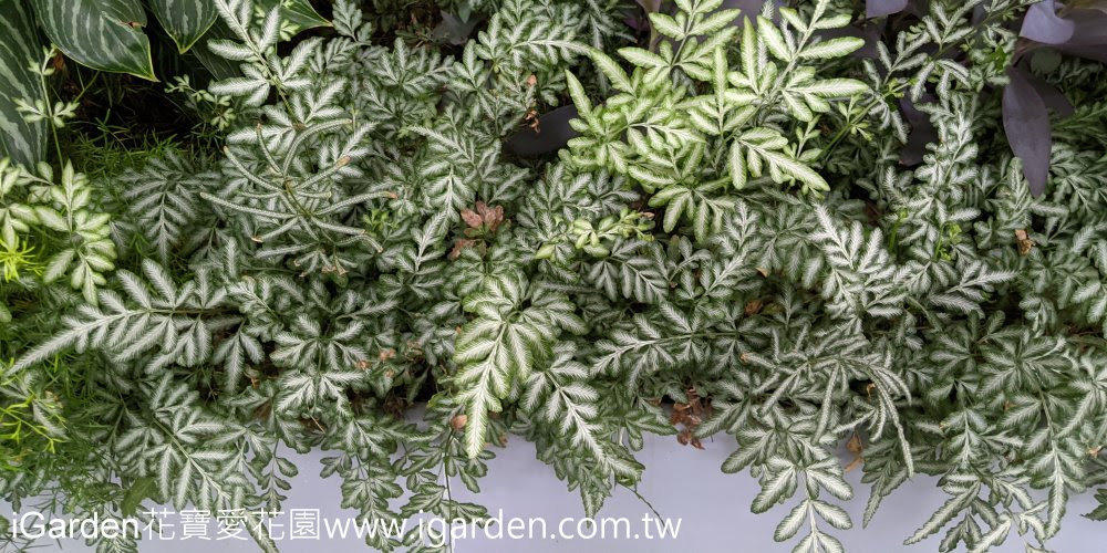 第825回花謎擂台 | iGarden花寶愛花園
